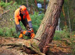 Trusted Long Prairie, MN Tree Care Experts